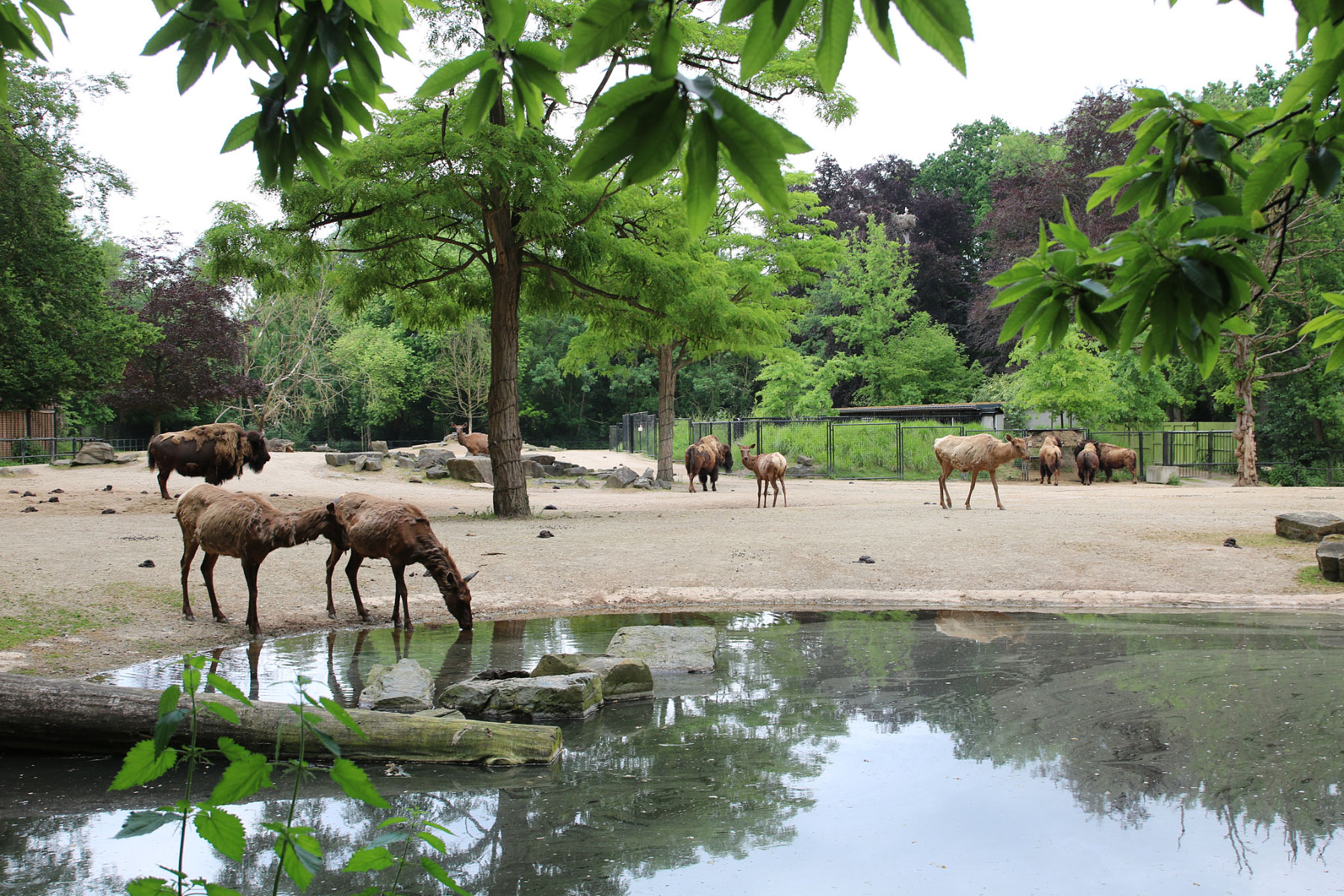 Dierenpark Planckendael
